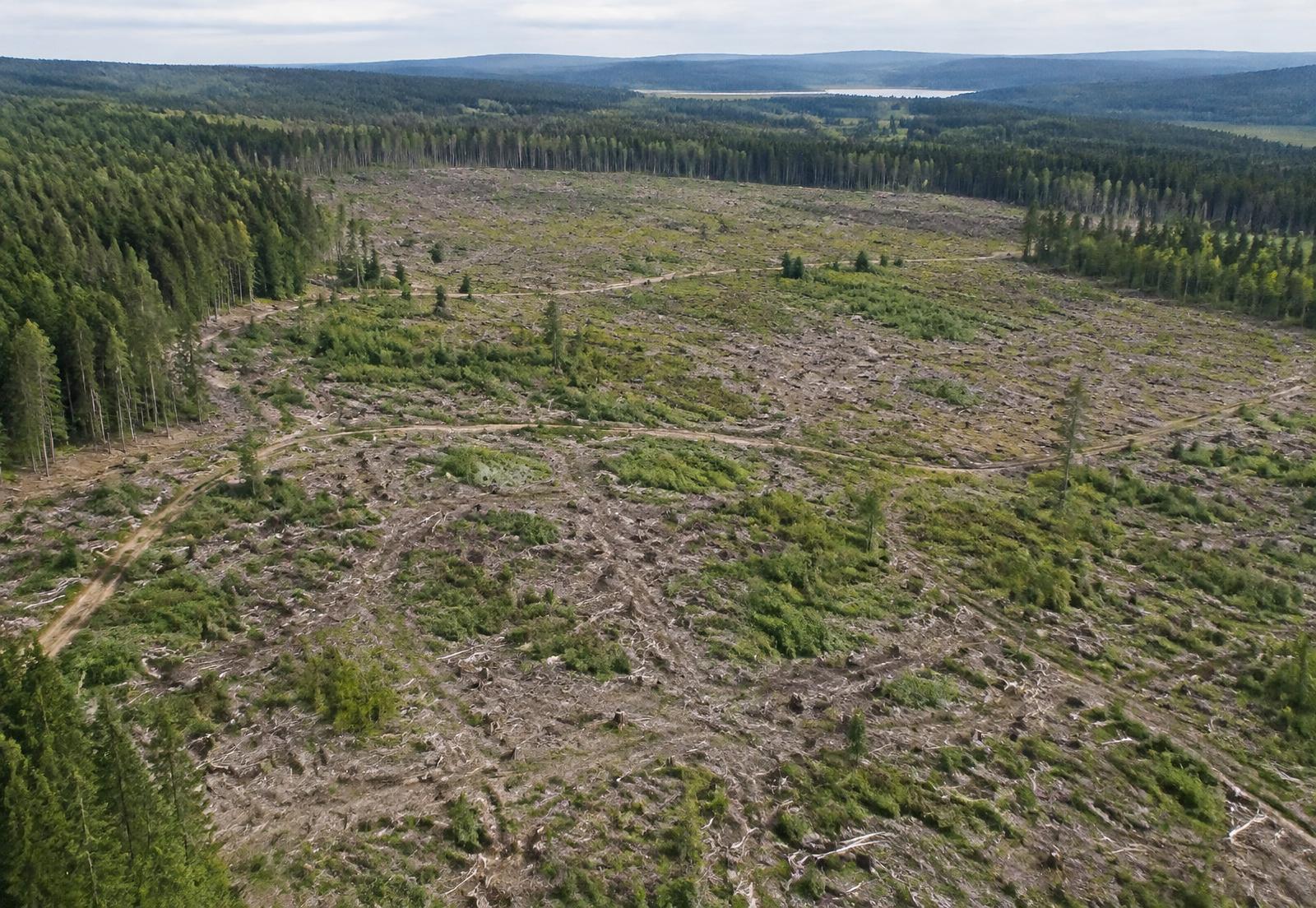 Luftaufnahme einer großen Freifläche mit einzelnen Gruppen von Naturverjüngung und angrenzendem Bestand